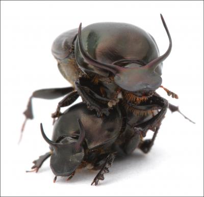 Onthophagus taurus males